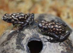 Adult CampaÃ±a Kahlua and Cream Auratus Arrow Frogs