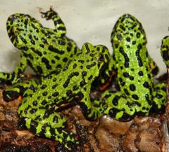 Fire Belly Toads