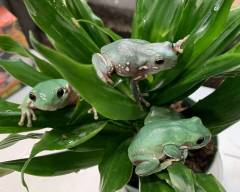 Medium Snowflake Whites Tree Frogs