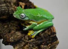 Black Webbed Tree Frogs