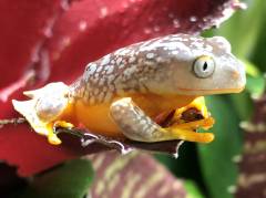 Peruvian Fringed Leaf Frogs