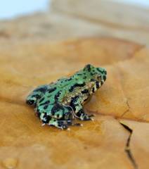 Baby Fire Belly Toads