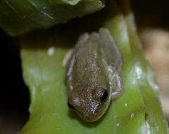 Squirrel Tree Frogs