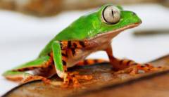 Tiger Leg Tree Frogs