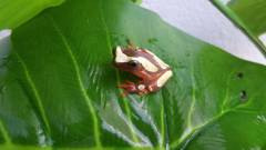 Suriname Clown Tree Frogs
