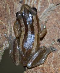 Banana Reed Frogs