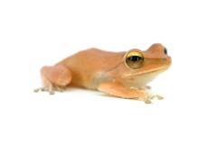 Vietnamese Gliding Tree Frogs