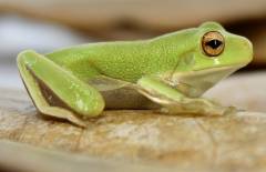 Baby White Lipped Tree Frogs