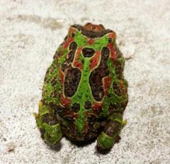 Baby Dragon Wing Ornate Pacman Frogs