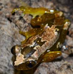 African Leaf Folding Frogs