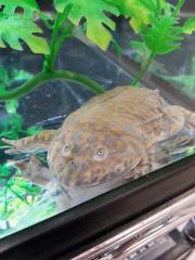 Sub Adult Budgetts Frogs