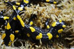 Small Russian Fire Salamanders
