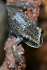 Yucatan Casque Headed Tree Frogs