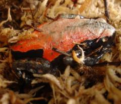 African Rubber Frogs