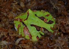 Small Fantasy Pacman Frogs