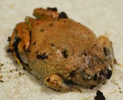Orange Burrowing Frogs