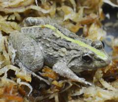 Painted Chorus Frogs