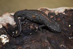 Chinese Godzilla Newts