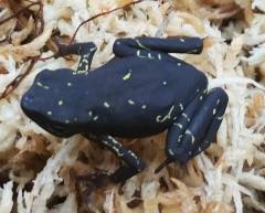 Yellow Harlequin Toads