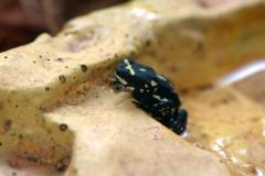 Bumblebee Walking Toads