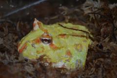 Adult Albino Pacman Frogs