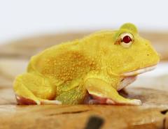 Baby Super Pikachu Pacman Frogs