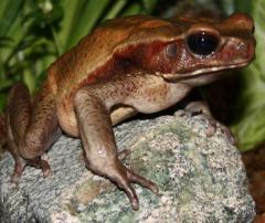 Suriname Smooth Sided Toads