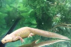Leucistic Spanish Ribbed Newts
