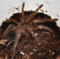 Bahia Scarlet Spiderlings