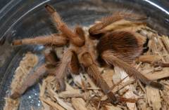Arizona Blonde Tarantulas w/missing leg