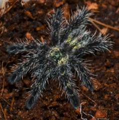 Amazon Sapphire Pink Toe Spiderlings