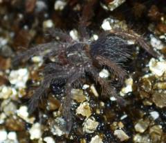 Brazilian Blue Dwarf Beauty Spiderlings