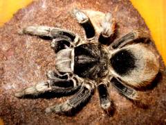 Brazilian Black Tarantula Adults