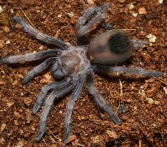 Arizona Blonde Tarantulas Small
