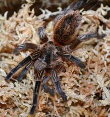 Chilean Copper Tarantulas