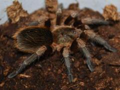 Chilean Green Femur Tarantulas