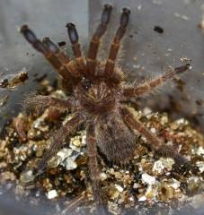 Blue Foot Baboon Spiderlings