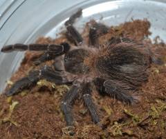 Brazilian Fire Red Bird Eating Tarantulas