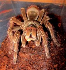 Burgundy Goliath Bird Eating Tarantulas Small