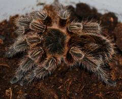 Chilean Bronze Tarantulas