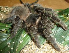 Brazilian Salmon Pink Bird Eater Tarantulas Sub Adults