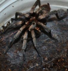 Chilean Gold Dust Tarantulas