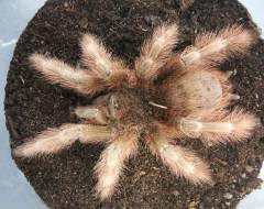 Brazilian Giant Strawberry Blonde Tarantulas