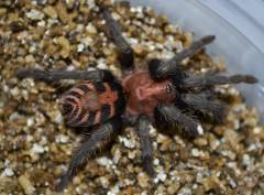 Costa Rican Tiger Rump Tarantulas Medium