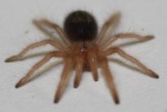 Chaco Golden Knee Spiderlings