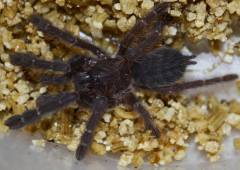 Cyriopagopus hati hati Tarantulas Medium