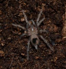 Mexican Blonde Tarantulas Small