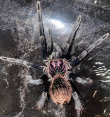 Colombian Lesser Black Tarantula Females