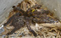 Fringed Ornamental Tarantulas Small