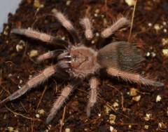 Mexican Orange Beauty Tarantulas Small